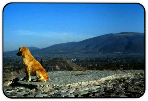 teotopdog